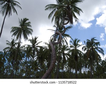 Palm Tree With Spiral Trunk, Mafia Island, Tanzania