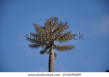 Palm tree spoted in East Java
