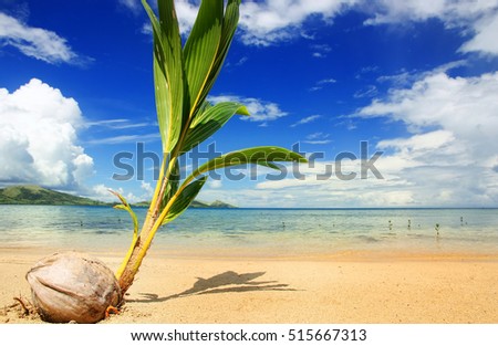 Palm tree sprout on a tropical beach, Nananu-i-Ra island, Fiji, South Pacific