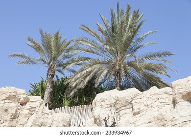 Palm Tree And Stone At Wild Wadi Water Park Dubai