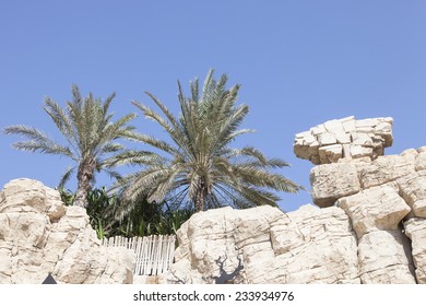 Palm Tree And Stone At Wild Wadi Water Park Dubai