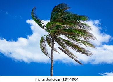 Palm Tree In A Strong Wind