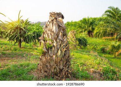   Palm Tree Stump, Weathered Old Cut Off Dried  Palm Tree, Dead Of  Palm Tree In Thailand. 