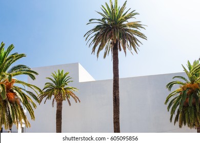 Palm tree at summer day. Summer travel concept background - Powered by Shutterstock