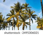 Palm tree. Summer vacation in Miami south beach, Florida. Palm tree of California. Tropical beach in Miami. Tropical outdoor scene with palm tree. Tropical summer vacation. Exotic nature jungle