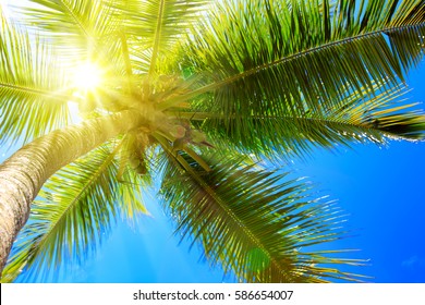 Palm Tree And Sun.