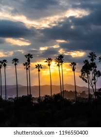 Palm Tree Sunset