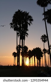 Palm tree sunset