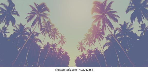 Palm Tree Sunset Instagram Effect Vintage Foto de stock 402242842