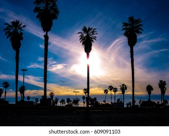 Palm Tree Sunset In Mission Bay San Diego