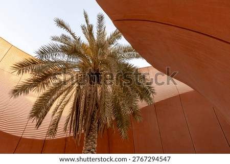 Palm tree surrounded by concrete structure of the UAE Pavilion in Masdar City, Abu Dhabi, abstract biophilic architecture and sustainable urban design concept