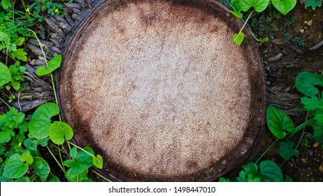 
Palm Tree Texture In A Slice. Fresh Cut Of A Palm Tree On The Ground. Palm Tree Structure. Tree Stump