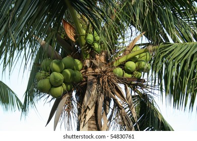 Palm Tree Thailand Stock Photo 54830761 | Shutterstock