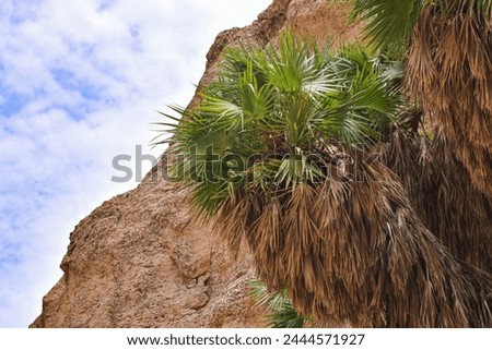 It is a palm tree that grows in arid, well-drained, rocky soil. Its distinctive characteristics are its compact shape, short green to grayish leaves, and its stems are completely hidden by the leaf .