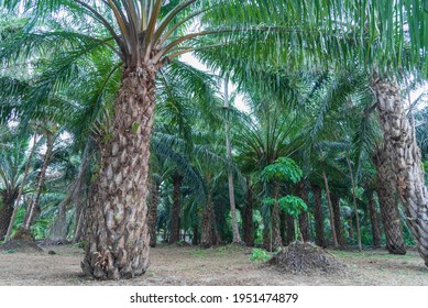 A palm tree that stands in the middle of the garden on the ground with bright green leaves.
