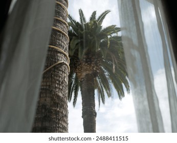 Palm Tree Through a Window in Beverly Hills, California