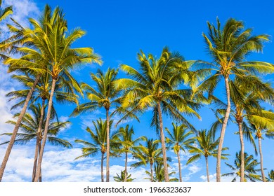 Palm Tree Tops In Kauai, Hawaiian Islands