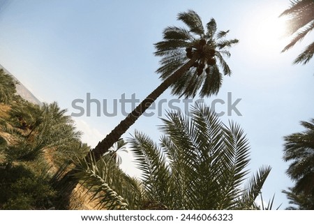 Palm tree and palm trees in the summer of the Mediterranean Sea. Palm tree background. Palm tree leaves against the sky. Plants, flora, botany, agriculture, tourism, exotics, recreation, relaxation