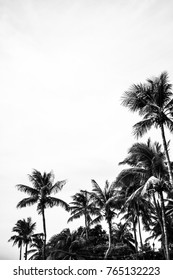 Palm Tree Tropical Black And White With Sky At Summer