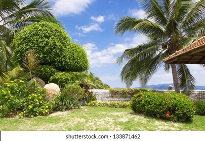 Palm Tree In Tropical Garden