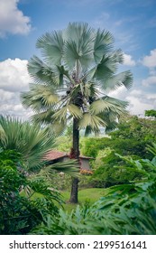 
A Palm Tree In A Tropical Location