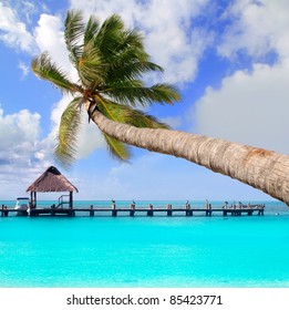 Palm tree in tropical perfect beach at Cancun [Photo Illustration] - Powered by Shutterstock