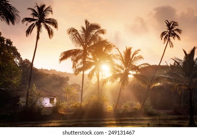 Palm Tree Tropical Village At Sunrise In Goa, India