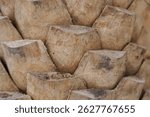 Palm tree trunk rough textured surface of the trunk of a date palm tree 
