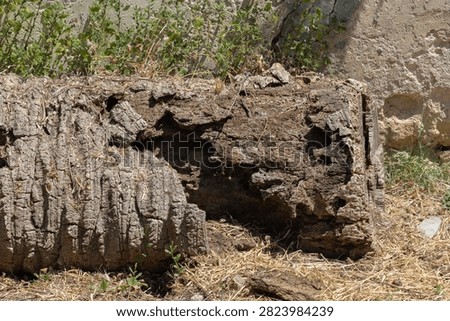 Palm tree trunk showing decay and rough organic texture against a wall