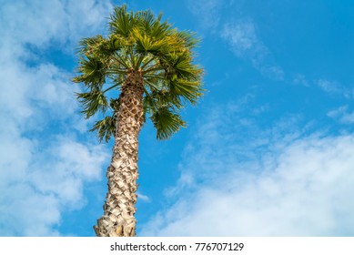 palm tree under the cloudy sky 