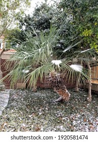 Palm Tree Under Snow At Houston, Texas 