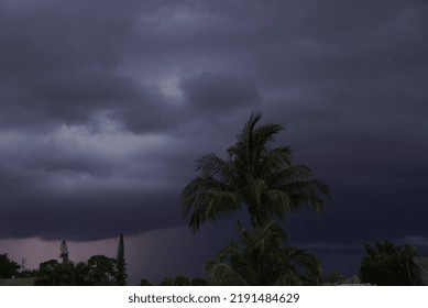 Palm Tree Under Under An Ugly Thunderstorm In South Florida During A Hurricane Season