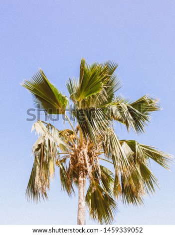 Palm Tree in Veradero, Cuba 