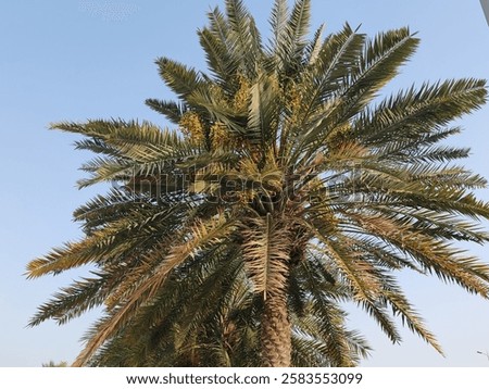 Palm Tree, View of Palm tree with Blue SKY background, Date tree or Arabic palm tree with Date on it.
Palm trees with Dates fruits on its, trees are Loaded with bunches of fruit