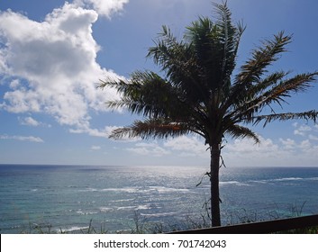 A palm tree with a view of the Pacific Ocean. 