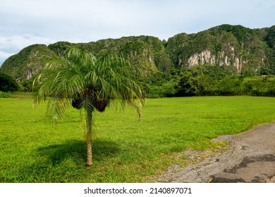 Palm Tree In Vinales Valley. Cuba