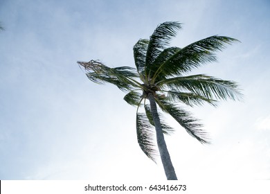 Palm Tree In The Wind