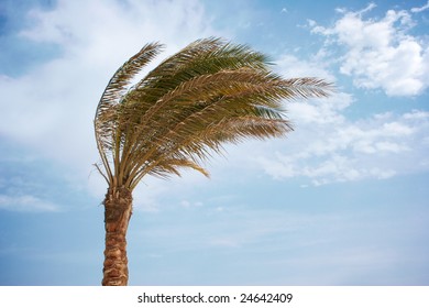 Palm Tree In Windy Weather