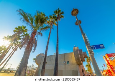 Palm Tree In World Famous Muscle Beach At Sunset. California, USA