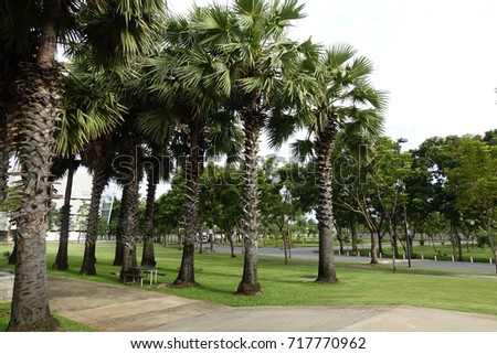 Palm tree in the yard.