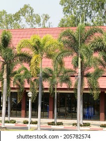 Palm trees