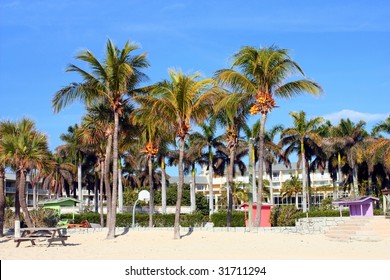 Palm trees