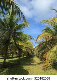 Palm trees