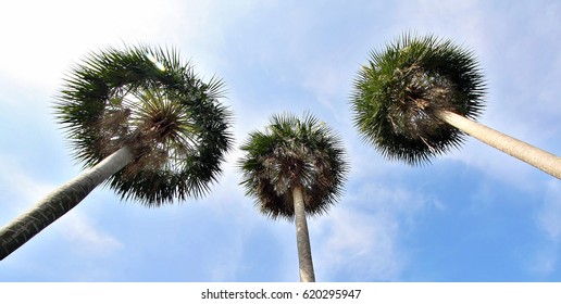 Palm Trees