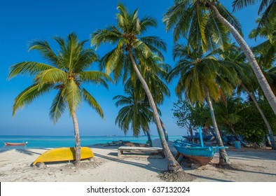 palm trees