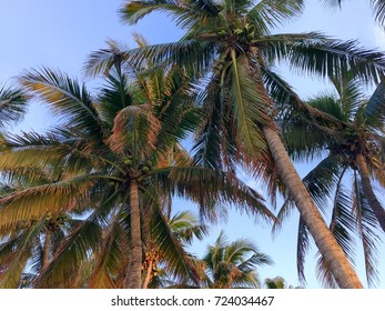 Palm Trees