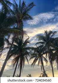 Palm Trees