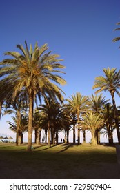 Palm Trees