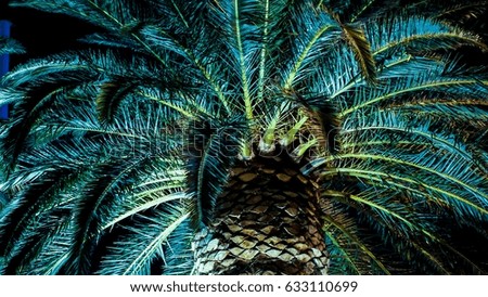 Palm trees