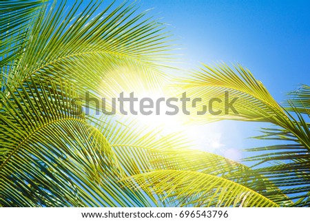 Palm trees